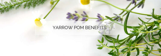 The Beautiful Benefits of Yarrow Pom