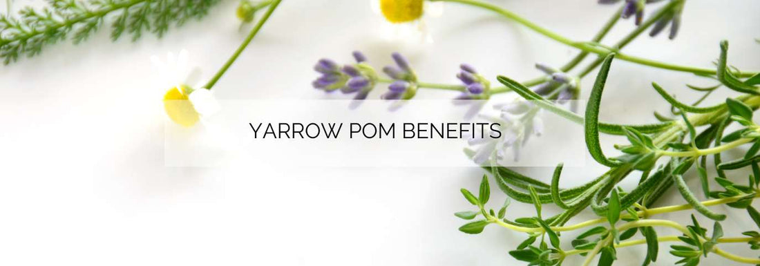 The Beautiful Benefits of Yarrow Pom